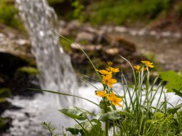 Sumpfdotterblume - Wengergraben